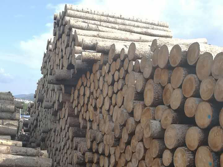 白松，樟松，落叶松，加工各种阔叶规格板材，及原木销售 木材加工