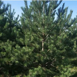 油松 基地直销 规格齐全 高档场所栽种量 油松 苗木出售