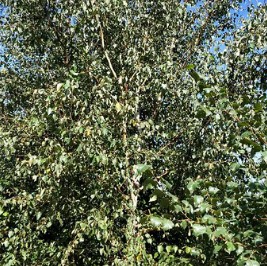 白桦 热销小区绿化苗 白桦小苗 苗木出售