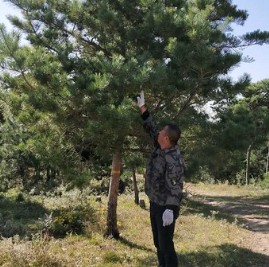 油松 基地直销  规格齐全 高档场所栽种量 油松 苗木出售