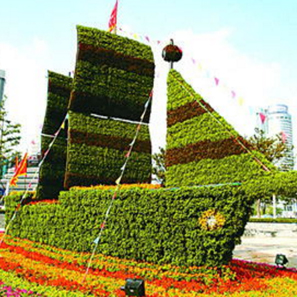 五色草  自然风景区 城市主题公园