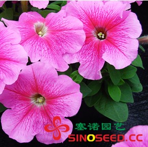 矮牵牛 风波 玫红脉纹 花卉种子