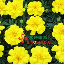 孔雀草 金星 黄色 花卉种子