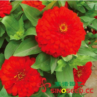 百日草 典雅 红 花卉种子