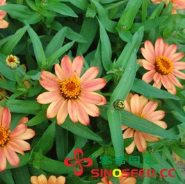 百日草 雪花 杏黄 花卉种子