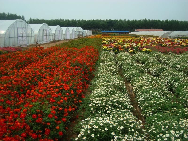 细叶百日草 花卉种子