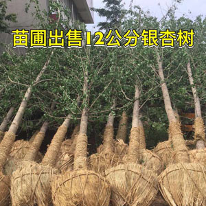 苗圃出售12公分银杏树 银杏小苗