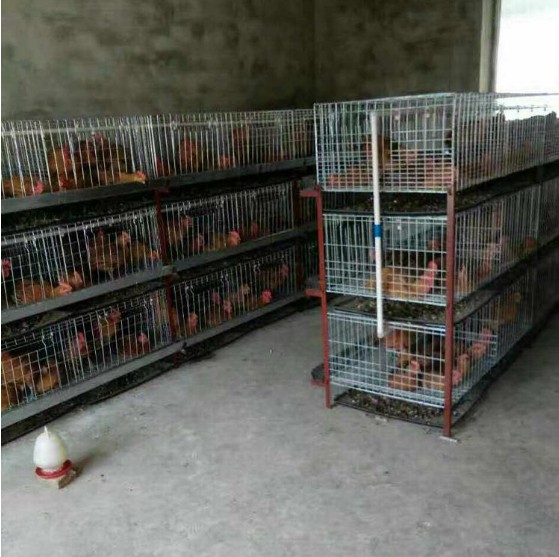 农场肉鸡笼 镀肉鸡笼批发 肉鸡笼厂家 蛋鸡笼