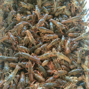 龙虾、龙虾苗、龙虾种苗