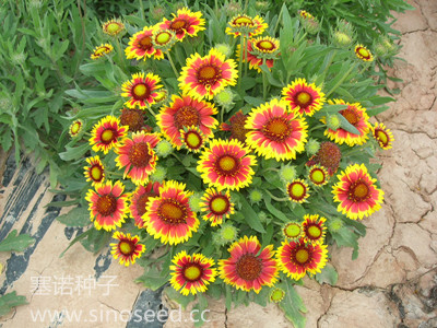 多年生 野花 天人菊 矮 红黄双色