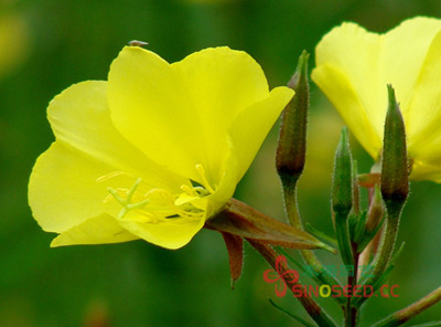 多年生 野花 月见草 黄