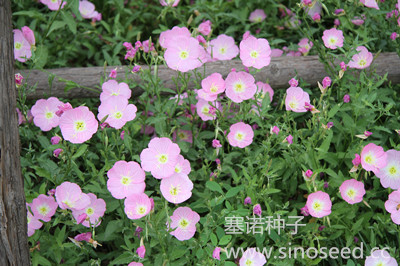 多年生 野花 美丽月见草 粉