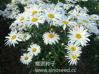 多年生 野花 滨菊 白