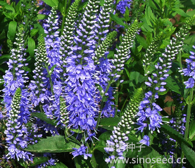 多年生 野花 婆婆纳 蓝色