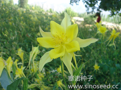 多年生 野花 耧斗菜 混色