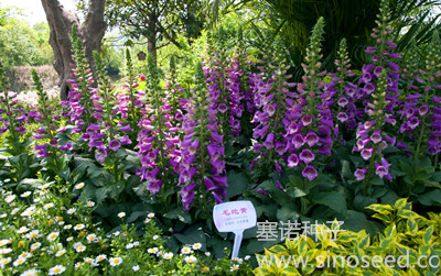 多年生 野花 毛地黄 混