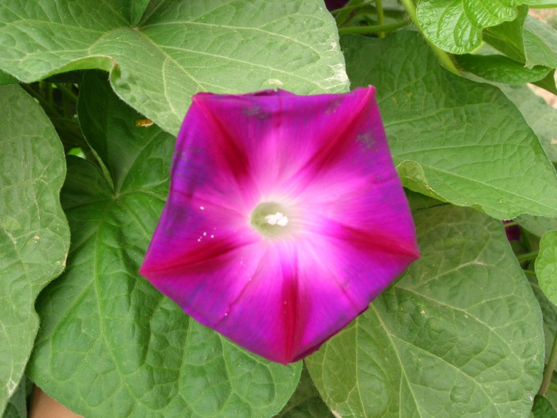 多年生 野花 牵牛花 混/蓝