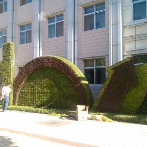 江苏五色草供应   设计师量身设计   五色草厂家