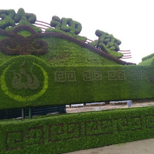 五色草供应   新款五色草造型   五色草供应厂家