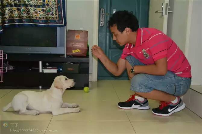 宠物训练 北京上门训犬