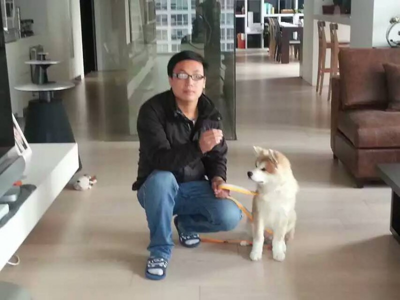 宠物训练 北京上门训犬