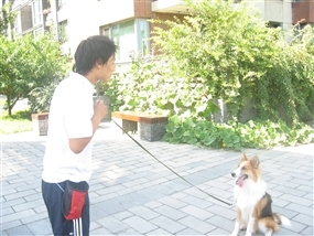 宠物训练 北京上门训犬