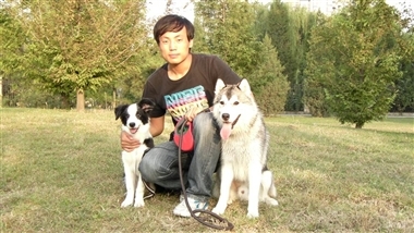 宠物训练 北京上门训犬