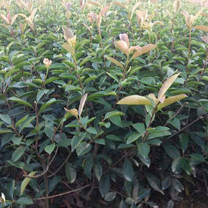 厂家直销 红叶石楠毛球 品质保证