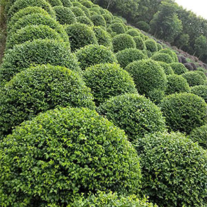 厂家直销 精品球 品种多样 品质保证