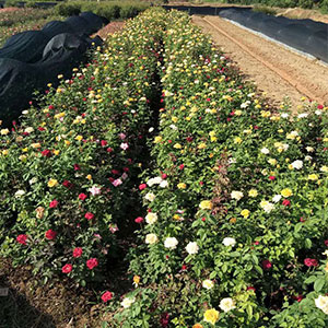 厂家直销 一年生地苗 品种多样 品质保证