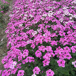 厂家直销 一年生地苗 品种多样 品质保证