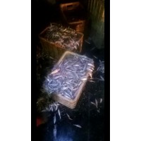 野生开膛小白条