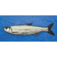 野生开膛小白条