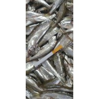 野生小白条  产自内蒙古满洲里呼伦湖