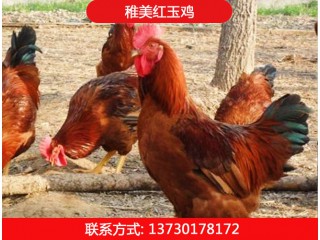 稚美红玉380鸡苗