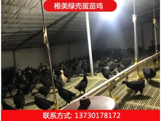 稚美禽业，绿壳蛋鸡苗、黑羽高产绿壳蛋鸡、麻羽绿壳蛋鸡