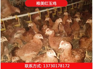稚美红玉380鸡苗、土鸡鸡苗