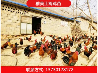 稚美土鸡鸡苗，华北柴鸡
