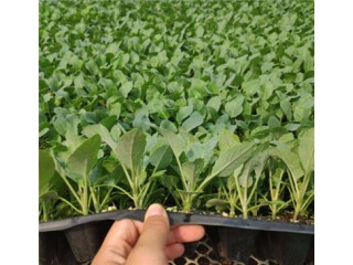 兖州菜花苗育苗基地耐热品种有哪些