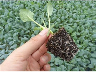 徐水菜花苗育苗基地 供应65松花菜种苗