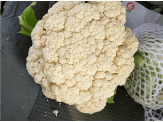 雄县甘蓝苗育苗厂代育费用价格