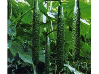 张店黄瓜苗育苗场 秋黄瓜苗育苗基地