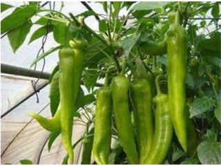 寒亭出售辣椒种苗 辣椒苗培育苗厂