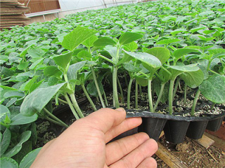 微山哪里批发黄瓜苗 黄瓜苗育苗厂