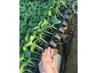 新泰黄瓜嫁接苗育苗厂 买黄瓜嫁接苗基地