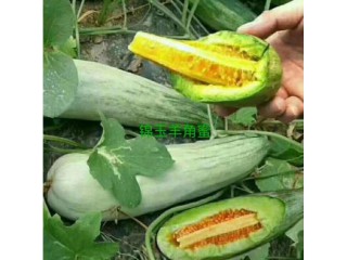 宁波嫁接甜瓜苗 绿宝羊角蜜甜瓜苗苗厂