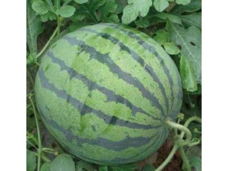 昆明西瓜苗育苗厂 早春嫁接西瓜苗基地