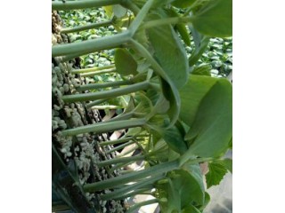 孟州代育黄瓜嫁接苗的地方\沁阳黑亮短把黄瓜苗品种