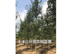 5-8公分银杏树苗圃图2
