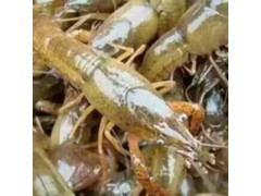 龙虾、龙虾苗、龙虾种苗图3